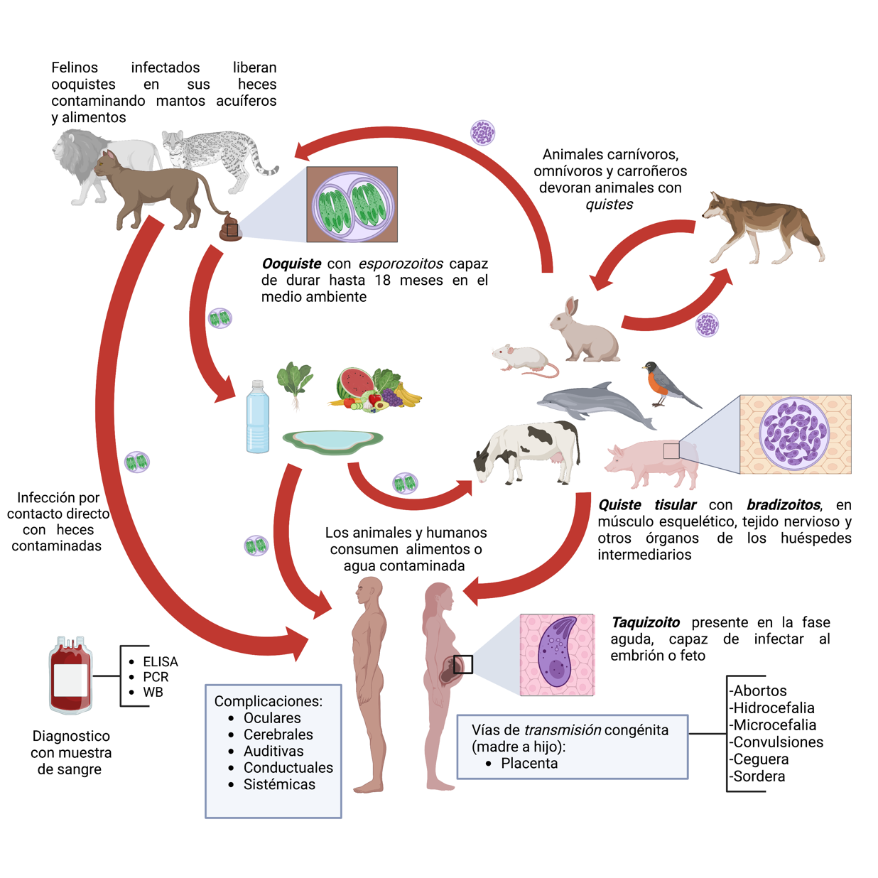 Toxoplasmosis Toxoplasma Gondii El Inquilino Silencioso 0845